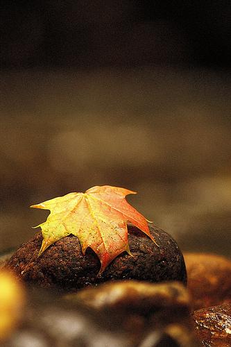 Move over, summer, autumn is here now [e by join the dots, on Flickr