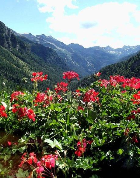 Cascate del Toce - agosto 2012 An ocean of wild flowers