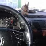 Il tassista che guida con lo scoiattolo 05
