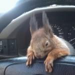Il tassista che guida con lo scoiattolo 07