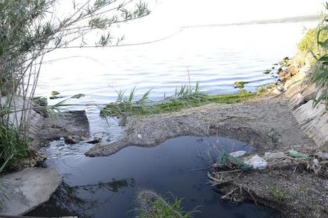 Acque nere nel Lago di Varano dal depuratore di Cagnano Acque nere nel Lago di Varano dal depuratore di Cagnano