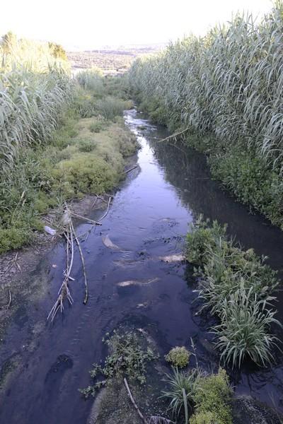 Acque nere nel Lago di Varano dal depuratore di Cagnano Acque nere nel Lago di Varano dal depuratore di Cagnano