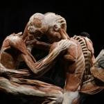 Milano, “Body Words”: la mostra didattica con i veri corpi umani
