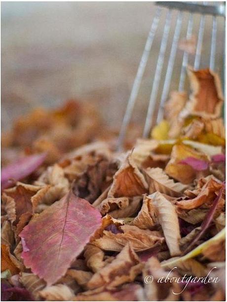 autunno di foglie autunno di foglie