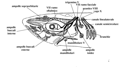 Squali: Anatomia #3 - Branchie e punti deboli