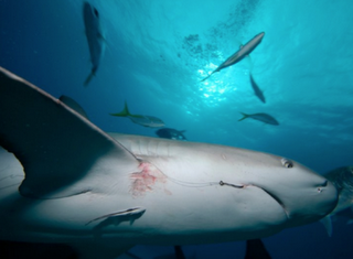 Bahamas: un santurario internazionale per la protezione degli squali. Grazie Cristina!