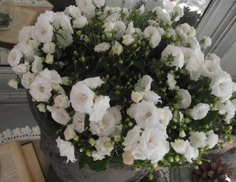 mmcat-arzyna.blogspot9 mmcat-arzyna.blogspot9