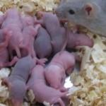 Ovuli di topo creati in laboratorio: dal Giappone una speranza contro l’infertilità