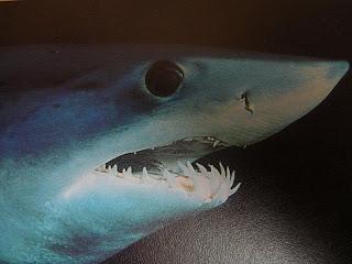 Continua il massacro degli squali alle Isole Azzorre