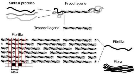 Le proteine: forma e funzione