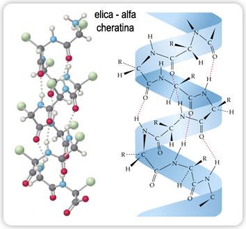 Le proteine: forma e funzione