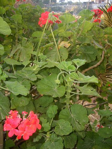 Foglie e fiori di geranio rosso zonale (Pelargonium zonale) by Calogero Mira