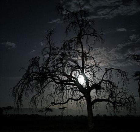 4673417-spooky-albero-pianure-africane-in-meno-di-luna-piena