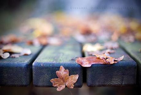 Day 107/365 : The autumnal invasion of u by ~jjjohn~, on Flickr