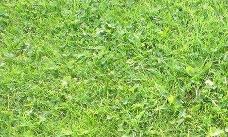 grass texture 
