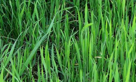 grass texture 