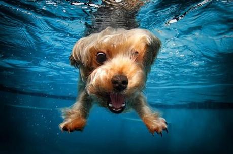 Underwater dogs