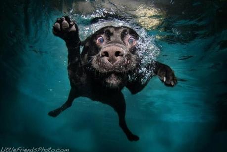 Underwater dogs