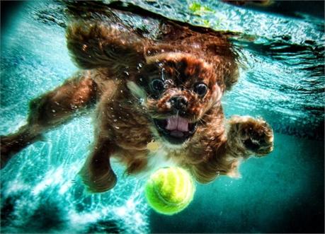 Underwater dogs