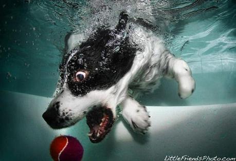 Underwater dogs