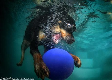 Underwater dogs