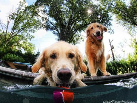 Underwater dogs