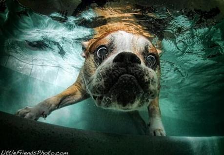 Underwater dogs