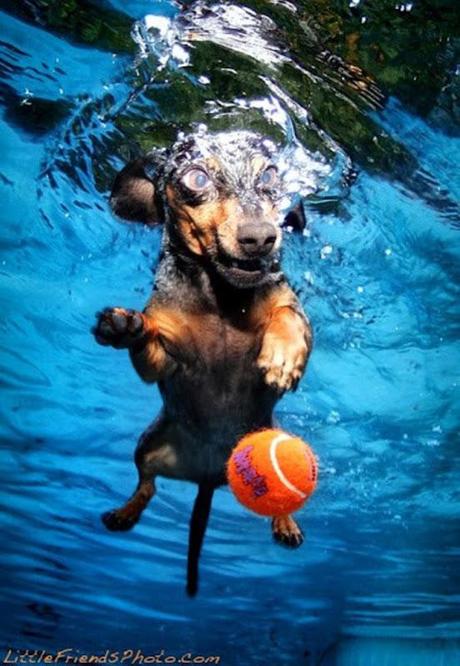 Underwater dogs