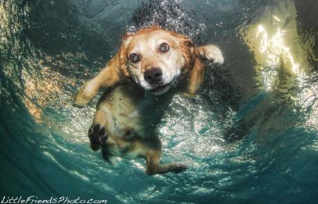 Underwater dogs