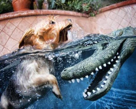 Underwater dogs