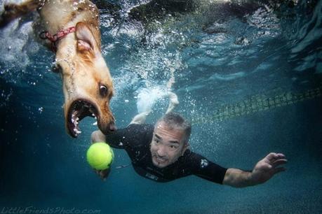 Underwater dogs