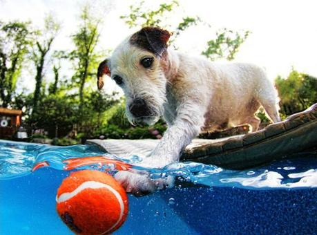 Underwater dogs