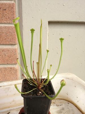 Sarracenia flava {Pender Co., North Carolina, USA} € 5