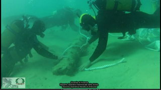 Nero d’Avola, mandorla pizzuta e ora anche una nave da guerra del XVIII secolo Nero d’Avola, mandorla pizzuta e ora anche una nave da guerra del XVIII secolo