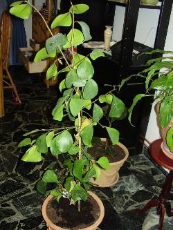 ficus robusta ficus robusta 2