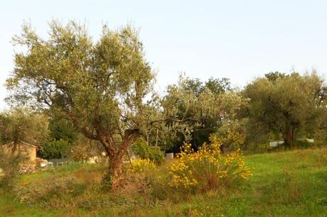 Le erbe di campagna: tra tradizione culturale e memoria contadina