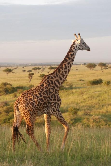 una immagine di Riserva Nazionale Masai Mara 2 620x926 su L’Africa di Ernest Hemingway: un Safari Letterario