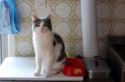 R.d.G. in: Ciotole vuote. R.d.G. in: Ciotole vuote.