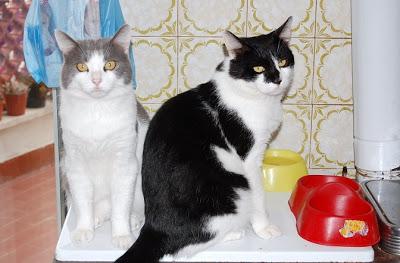 R.d.G. in: Ciotole vuote. R.d.G. in: Ciotole vuote.