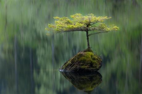 I vincitori del Wildlife Photographer del 2012 gibbs.jpg