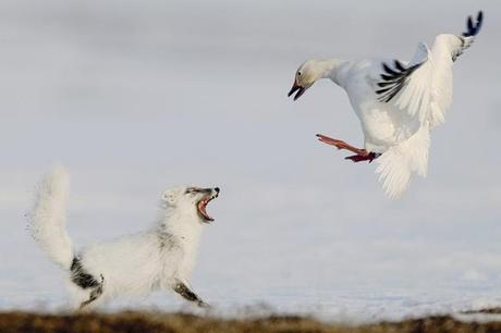 I vincitori del Wildlife Photographer del 2012 042_Sergey-Gorshkov-Russia-The-duel.jpg