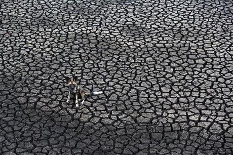 I vincitori del Wildlife Photographer del 2012 019r_Kim-Wolhuter-South-Africa-Dog-days.jpg