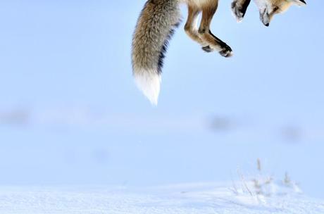 I vincitori del Wildlife Photographer del 2012 048_Richard-Peters-UK-Snow-pounce.jpg