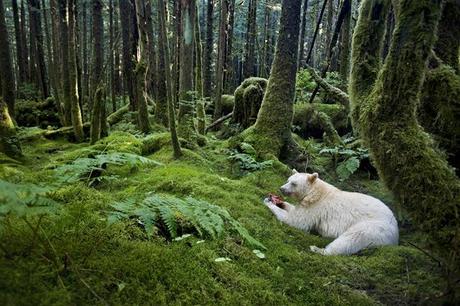 I vincitori del Wildlife Photographer del 2012 035_Paul-Nicklen-Canada-Spirit-of-the-forest.jpg