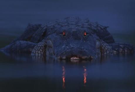 I vincitori del Wildlife Photographer del 2012 059_Larry-Lynch-USA-Warning-night-light.jpg
