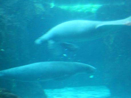 Acquario di Genova!!