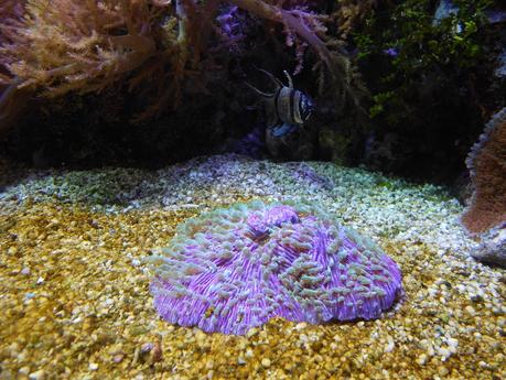 Acquario di Genova!!