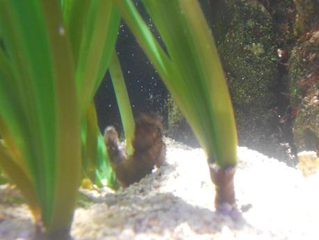 Acquario di Genova!!