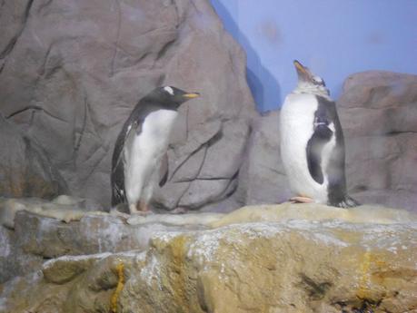 Acquario di Genova!!