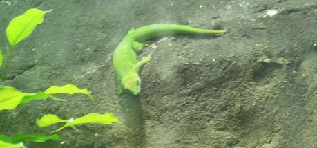 Acquario di Genova!!